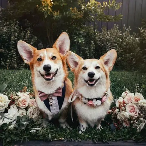 A corgi dogs couple dressed as a bride and groom at an Intimate Backyard Wedding/