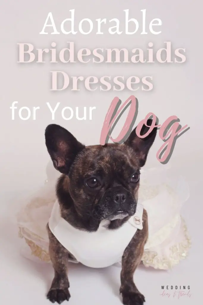 Most Adorable Bridesmaids Dresses for Your Dog