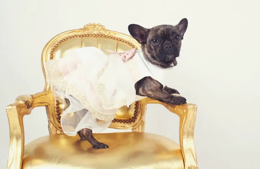 Most Adorable Bridesmaids Dresses for Your Dog