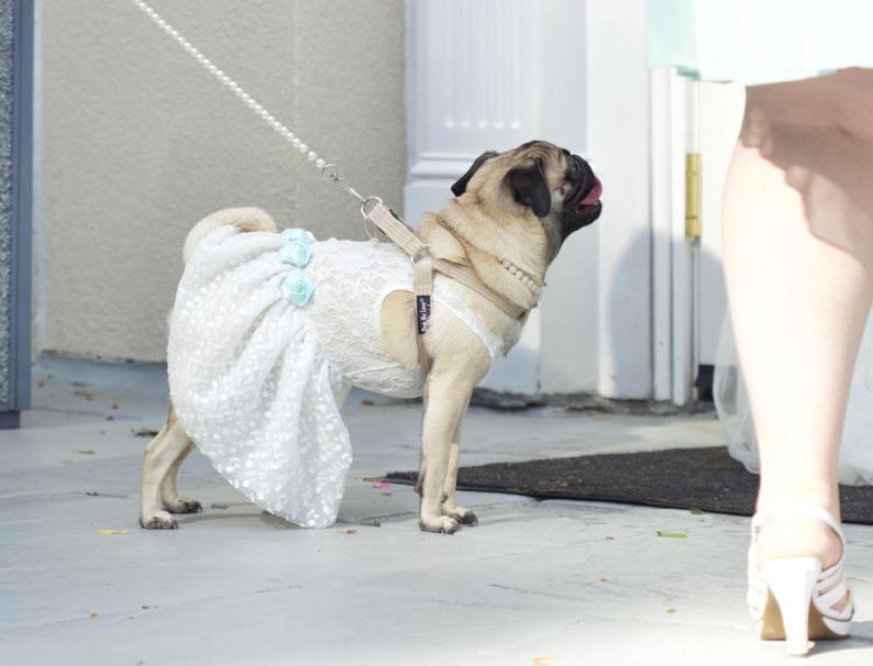 Bridesmaids Dresses for Dog