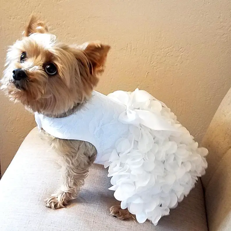 A Dog wearing a Ruffled White Wedding Dress