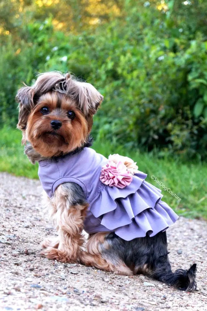 Purple Tutu Dog Bridesmaid Dress