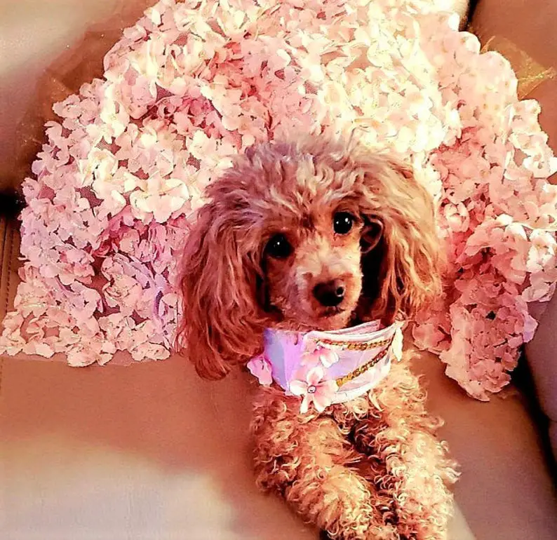Pink Flowers Dog Dress 